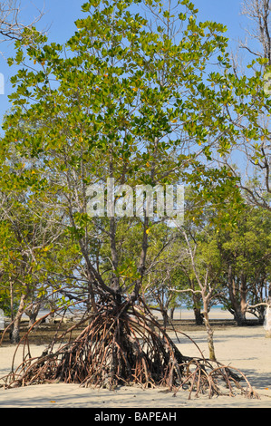 Mangroove albero con radice al di sopra del suolo. Foto Stock