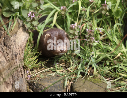 American mink Mustela vison sussex molla Foto Stock