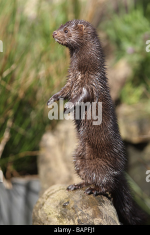 American mink Mustela vison sussex molla Foto Stock