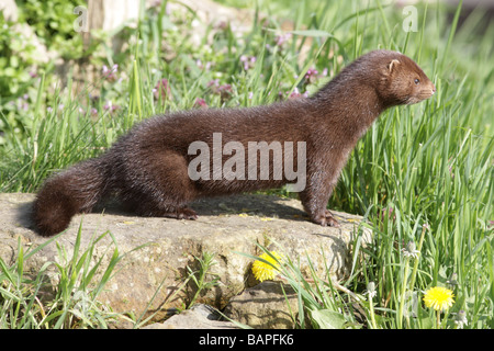 American mink Mustela vison sussex molla Foto Stock