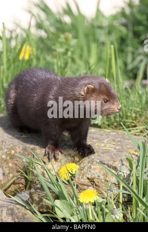 American mink Mustela vison sussex molla Foto Stock