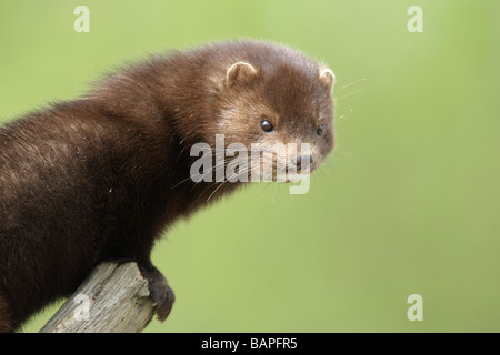 American mink Mustela vison sussex molla Foto Stock
