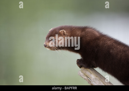 American mink Mustela vison sussex molla Foto Stock