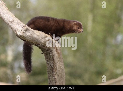 American mink Mustela vison sussex molla Foto Stock