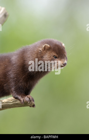 American mink Mustela vison sussex molla Foto Stock