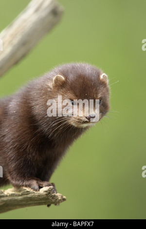 American mink Mustela vison sussex molla Foto Stock