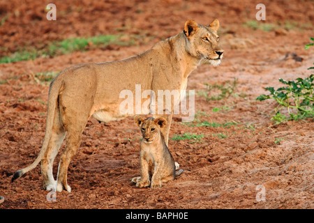 Maschio adulto lion si aggirano sulle pianure del Serengeti nella Riserva Nazionale di Masai Mara, Kenya Foto Stock