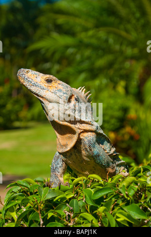 Un iguana verde in un albero in Costa Rica America Centrale Foto Stock