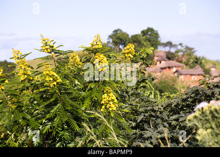 Gli alberi di acacia in fiore in un villaggio tradizionale nella Kirk Range a est di Dedza, Malawi, Africa Foto Stock