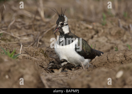 Pavoncella Vanellus vanellus femmina con giovani Midlands molla Foto Stock