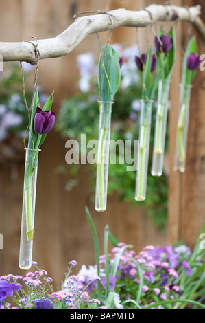 Tulipa. Solo i tulipani in tubi di vetro appese in un giardino progettato a giardini Keukenhof, Amsterdam, Olanda Foto Stock