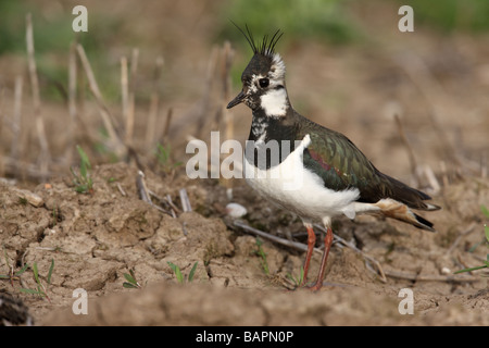 Pavoncella Vanellus vanellus Midlands femmina molla Foto Stock