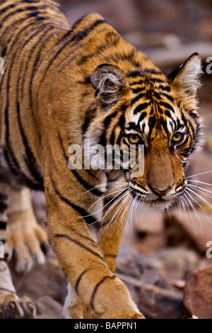 Giovane maschio tigre del Bengala in cammino verso la fotocamera nella pista forestale in Ranthambhore national park Foto Stock