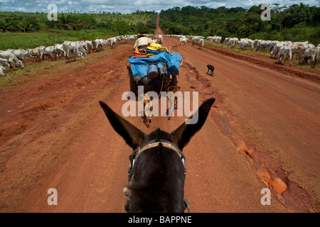 Allevamento di Bestiame BR 163 road a sud Para membro Amazon Brasile Foto Stock