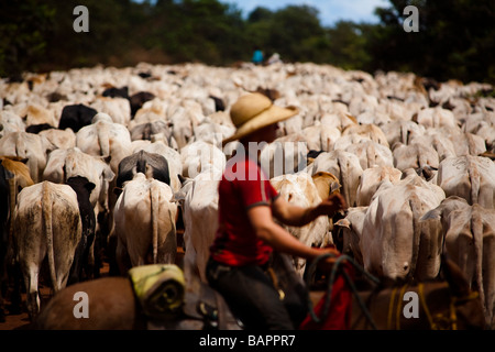 Allevamento di Bestiame BR 163 road a sud Para membro Amazon Brasile Foto Stock