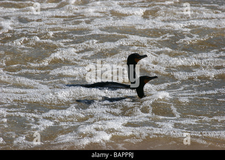 Una coppia di doppie cormorani crestato stagliano sul fiume James Foto Stock