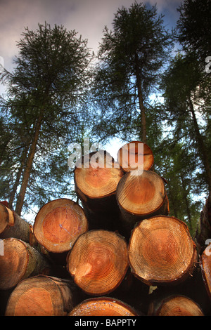 Legname segato Foto Stock