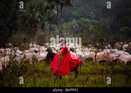 Allevamento di Bestiame BR 163 road a sud Para membro Amazon Brasile Foto Stock