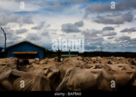 Allevamento di Bestiame BR 163 road a sud Para membro Amazon Brasile Foto Stock