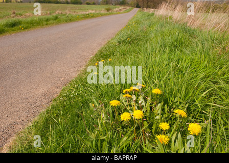 Il tarassaco (Taraxacum officinale ) crescente nella campagna nel Regno Unito Foto Stock