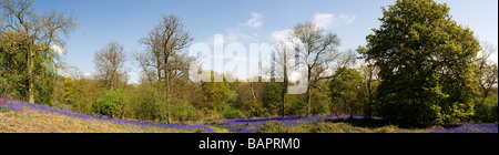 Una vista panoramica delle Bluebells in Coombe Wood in Essex. Foto Stock