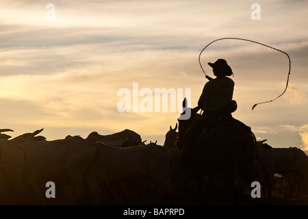 Allevamento di Bestiame BR 163 road a sud Para membro Amazon Brasile Foto Stock