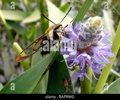 Hummingbird Clearwing Tarma Sphinx Moth, Hermaris thysbe Foto Stock