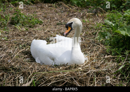 Cigno seduta sul Nido, Cygnus olor, anatidi Foto Stock