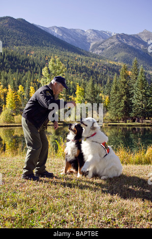 60 ish uomo con il suo sostegno emotivo cani includente un Bovaro del Bernese e un grande Pirenei Foto Stock