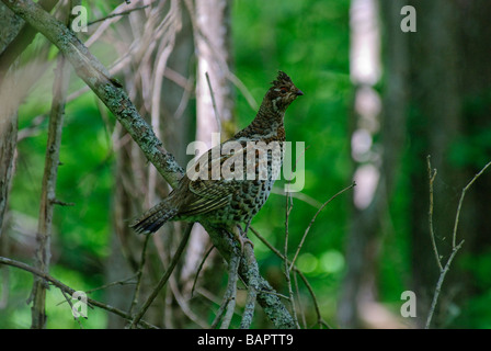 Hazel Hen Bonasa bonasia seduto su un ramo secco in foresta Foto Stock