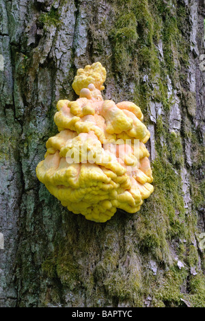 Pollo di boschi Laetiporus sulfurei Foto Stock