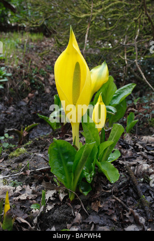 SKUNK CAVOLO Lysichiton americanus piante in fiore Foto Stock