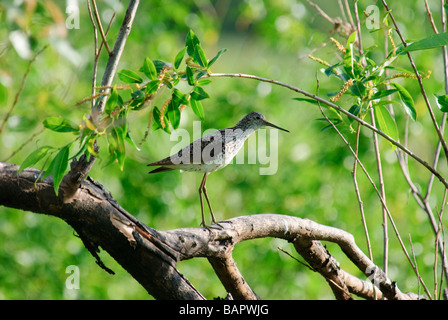 Marsh Sandpiper Tringa stagnatilis in piedi su un ramo Foto Stock