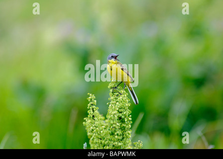 Maschi adulti Wagtail giallo Motacilla flava seduto su una sommità di erbaccia Foto Stock