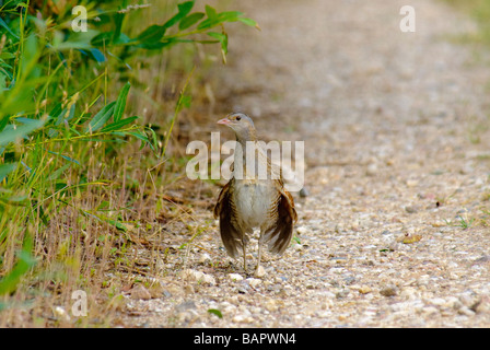 Re di Quaglie Crex crex Foto Stock