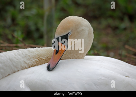 Cigno Cygnus olor seduta sul nido close up Foto Stock