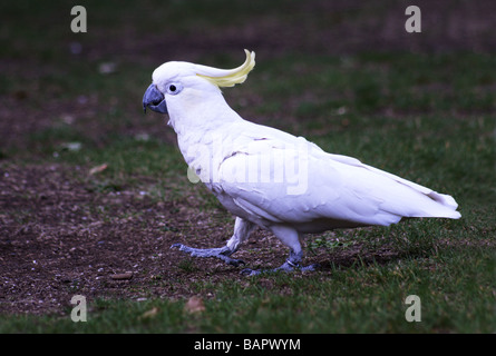 Sulfur-Crested Cacatua 'Cacatua galerita' adulto camminando sulla terra; Foto Stock