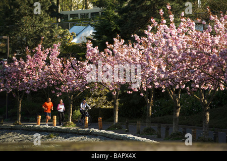 Japanese Cherry Blossoms lungo la parete del mare a False Creek, Vancouver, BC, Canada. Foto Stock