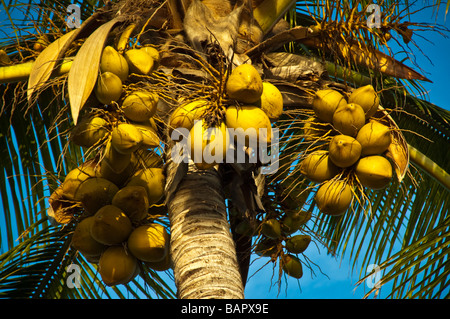 Palmtree con noci di cocco contro il cielo blu Mauritius Foto Stock