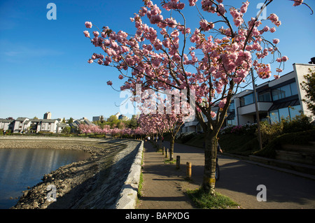 Japanese Cherry Blossoms lungo la parete del mare a False Creek, Vancouver, BC, Canada. Foto Stock