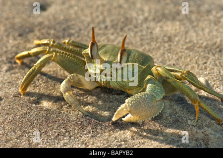 Consegnato cornuto ghost granchio verde madagascar Nosy Kely beach runner eseguire esecuzione di mare sabbia Ocypode madagascar terra OCYPODE Foto Stock