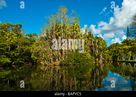 Palme e alberi tropicali nel Sir Seewoosagur Ramgoolam Giardino Botanico Pamplemousses Mauritius Foto Stock
