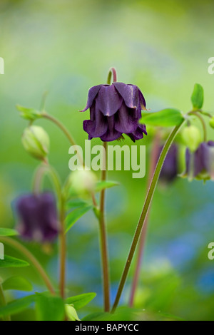 Stordimento viola scuro fiori Columbine (Aquilegia vulgaris) in fiore iin molla nel Sussex, Regno Unito Foto Stock