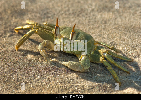 Consegnato cornuto ghost granchio verde madagascar Nosy Kely beach runner eseguire esecuzione di mare sabbia Ocypode madagascar terra OCYPODE Foto Stock