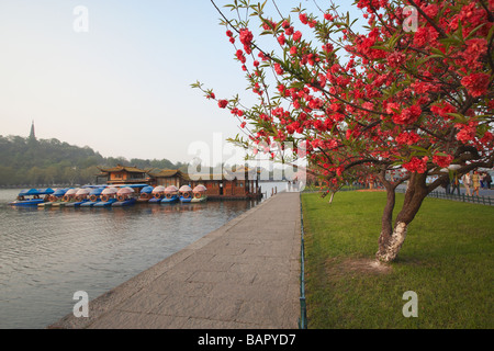 Albero in fiore lungo Xi Hu West Lake, Hangzhou, Cina Foto Stock