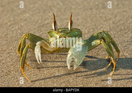 Consegnato cornuto ghost granchio verde madagascar Nosy Kely beach runner eseguire esecuzione di mare sabbia Ocypode madagascar terra OCYPODE Foto Stock