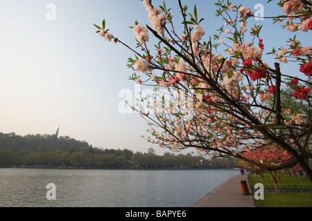 Albero in fiore lungo Xi Hu West Lake, Hangzhou, Cina Foto Stock