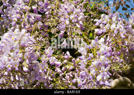 Il Glicine cinese Wisterias arrampicata Foto Stock