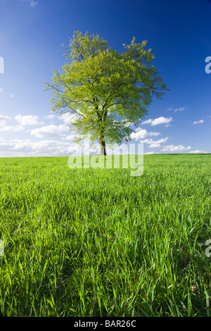 Unico faggio nel campo di giovani raccolto. Surrey, Regno Unito. Foto Stock