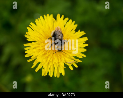 Bee seduto sul fiore di tarassaco vista dall'alto il polline visibile Oteppe Belgio Foto Stock